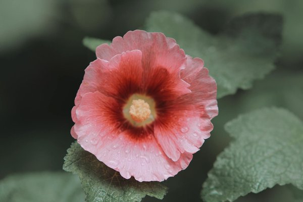 Transformez votre extérieur : les meilleures options d'équipement jardin